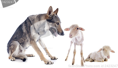 Image of wolf and lambs