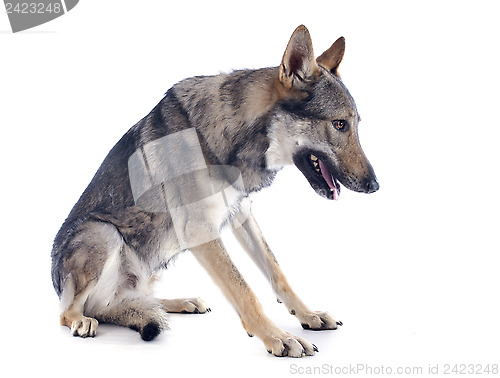 Image of Czechoslovakian Wolfdog