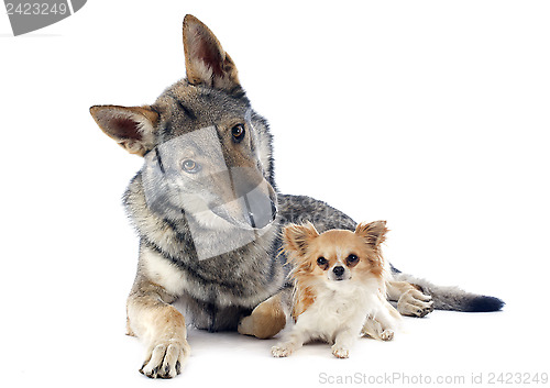 Image of Czechoslovakian Wolfdog and chihuahua