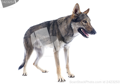 Image of Czechoslovakian Wolfdog