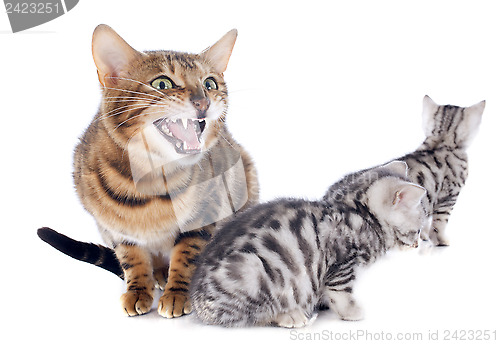 Image of bengal kitten and mother