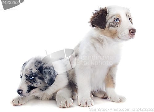 Image of puppy border collies