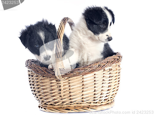 Image of puppies border collie