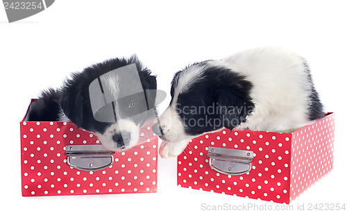 Image of puppies border collie in a box