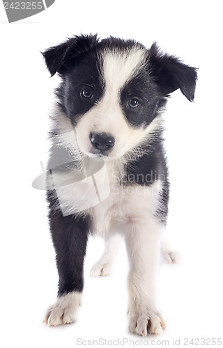 Image of puppy border collie