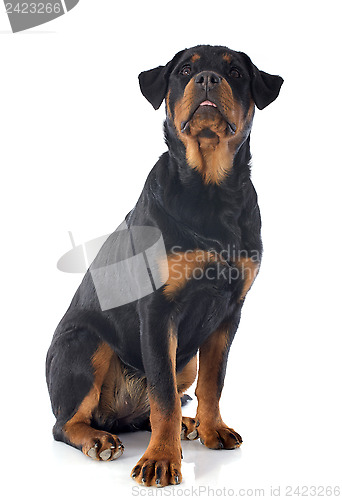 Image of rottweiler