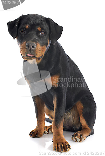 Image of rottweiler