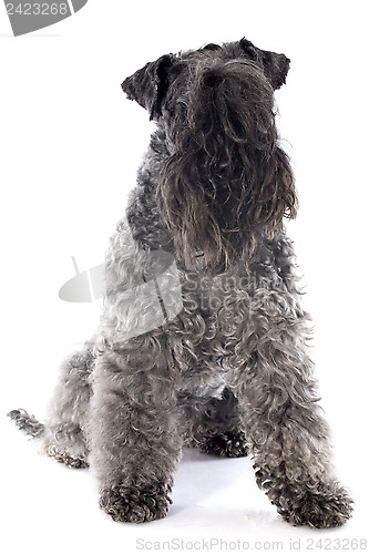 Image of kerry blue terrier