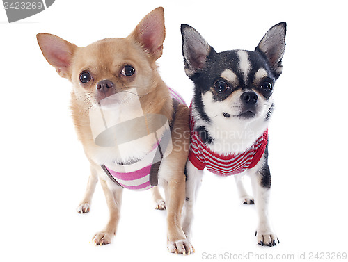 Image of dressed chihuahuas