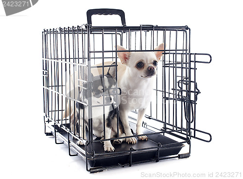 Image of chihuahuas in kennel