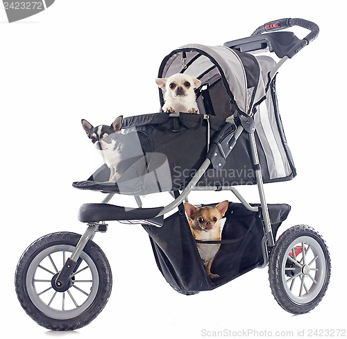 Image of chihuahuas in pushchair