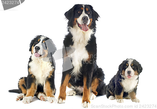 Image of bernese moutain dogs