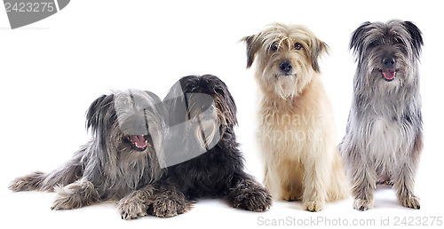 Image of Pyrenean sheepdogs 