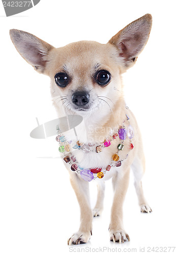 Image of chihuahua and collar