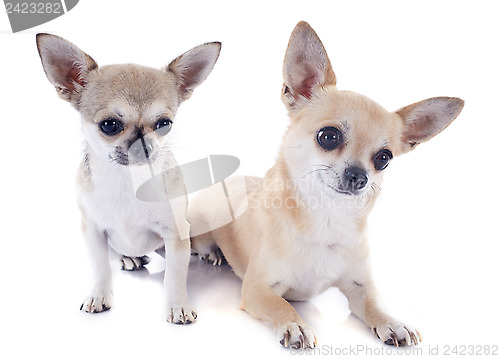 Image of puppy and adult chihuahuas