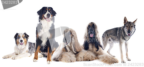 Image of five dogs