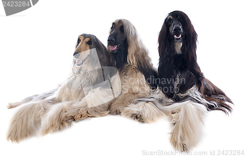 Image of afghan dog