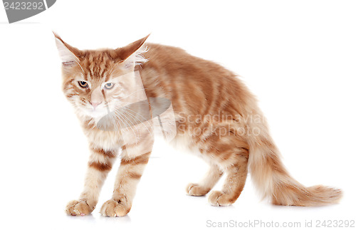 Image of angry maine coon kitten