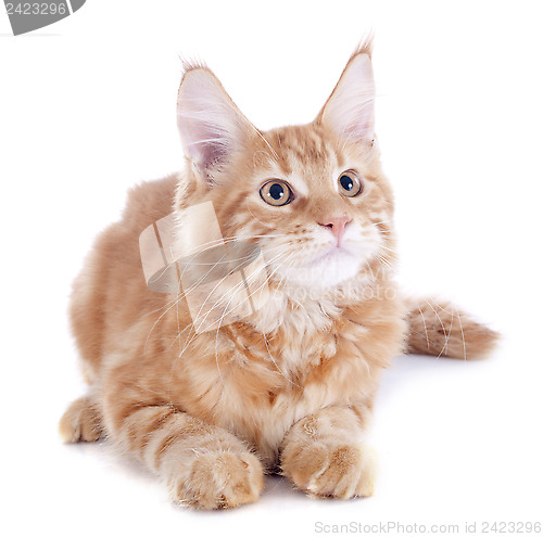 Image of maine coon kitten