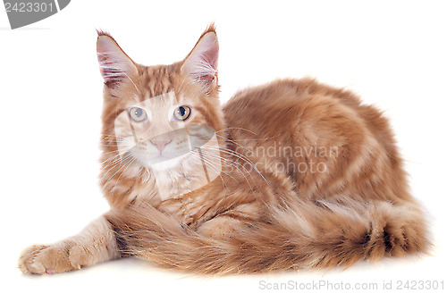 Image of maine coon kitten