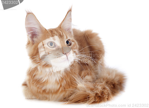 Image of maine coon kitten