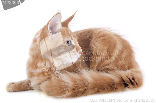 Image of maine coon kitten