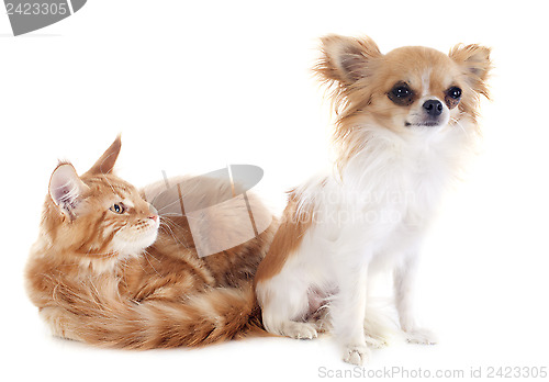 Image of maine coon kitten and chihuahua