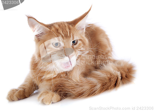 Image of aggressive maine coon kitten