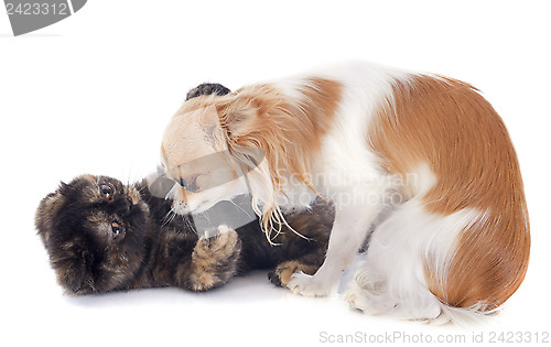 Image of cat and dog playing