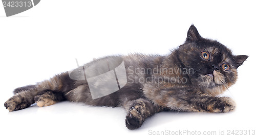 Image of Exotic Shorthair kitten