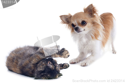 Image of cat and dog playing