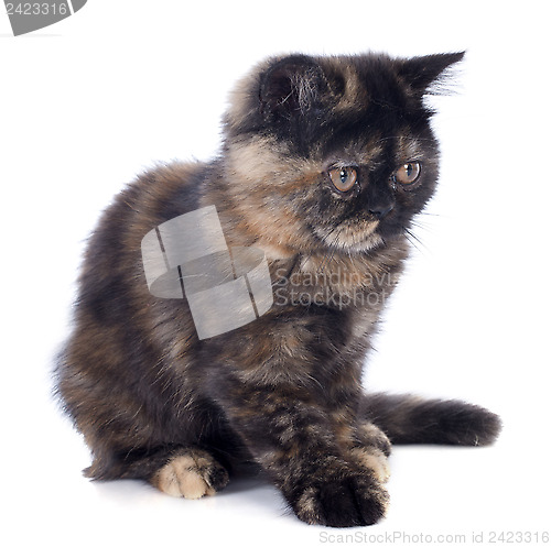 Image of Exotic Shorthair kitten