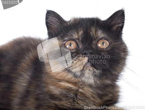 Image of Exotic Shorthair kitten