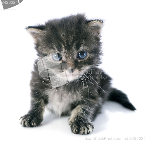 Image of grey kitten
