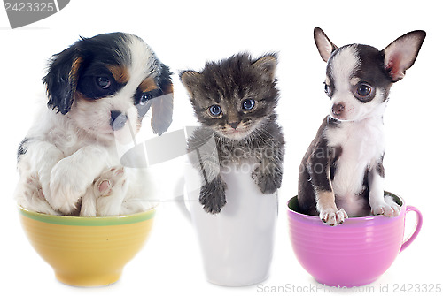 Image of kitten and puppies in teacup