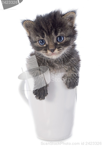 Image of kitten in teacup