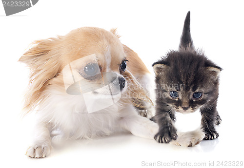 Image of chihuahua and kitten