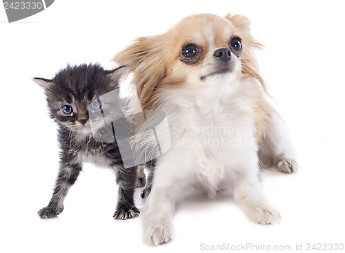 Image of chihuahua and kitten