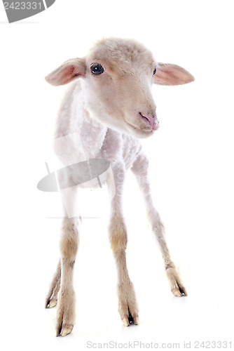 Image of young lamb