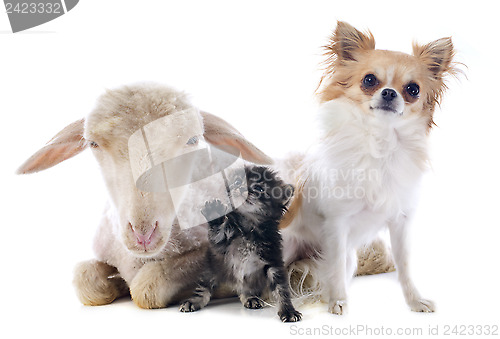 Image of young lamb, kitten and chihuahua