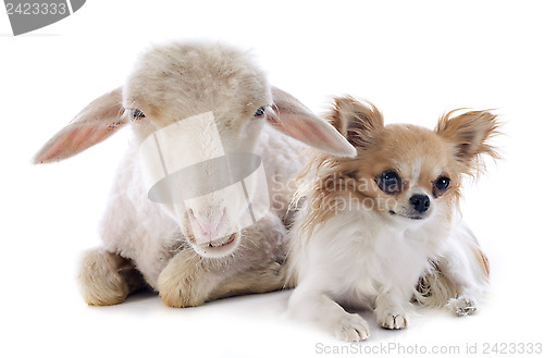 Image of young lamb and chihuahua