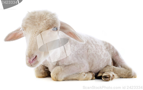 Image of young lamb