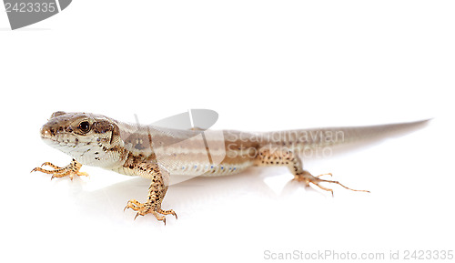 Image of lizard