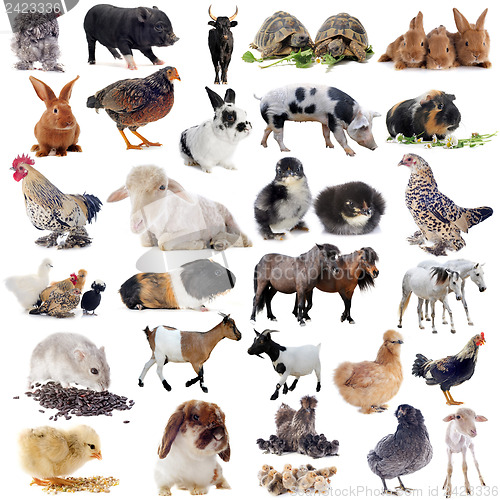 Image of farm animals