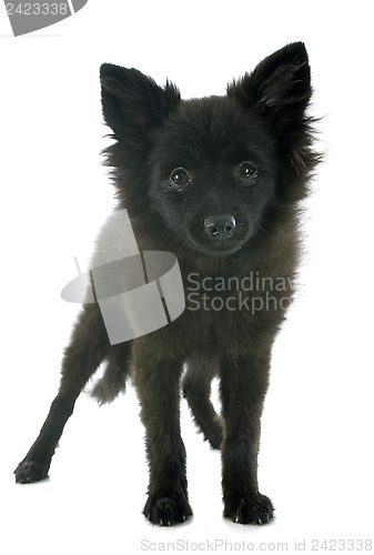 Image of puupy spitz