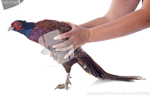 Image of Male European Common Pheasant