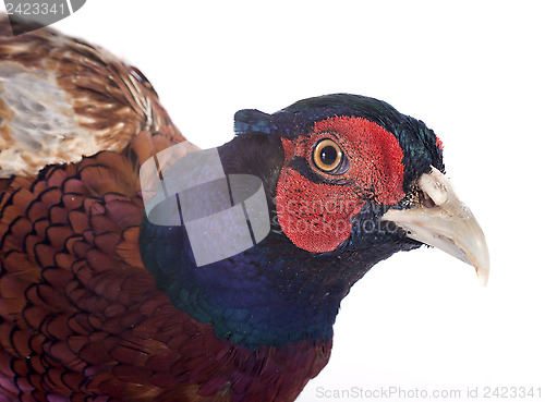 Image of Male European Common Pheasant