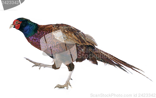 Image of Male European Common Pheasant