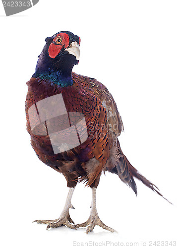 Image of Male European Common Pheasant