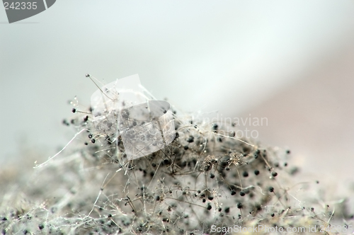 Image of mold on bread #2